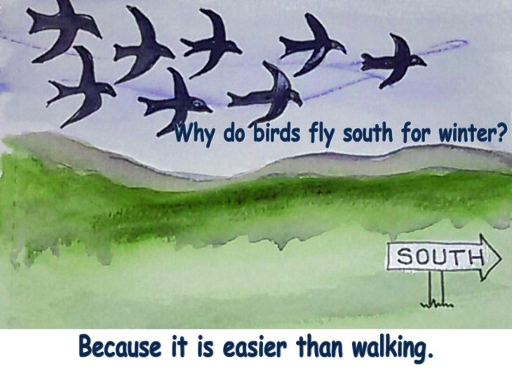 Why fly south cartoon